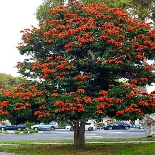 African Tulip Tree