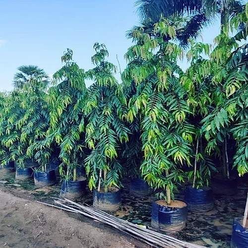 Ashoka Pendula Plant