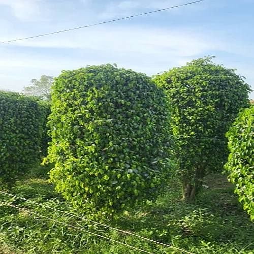 Benjamina Black Ficus Tree