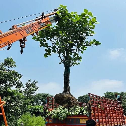 Big Banyan Tree