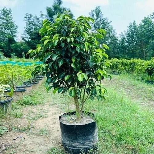 Black Ficus Plant