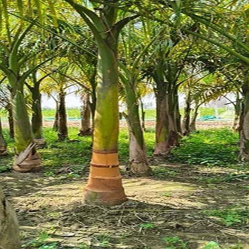 Bottle Palm Tree