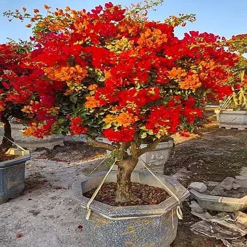 Bougainvillea Plant