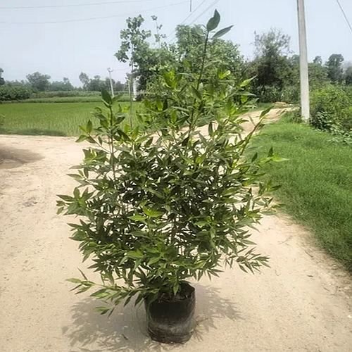 Conocarpus Erectus Plant