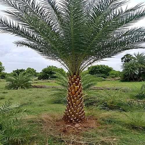 Date Palm Tree