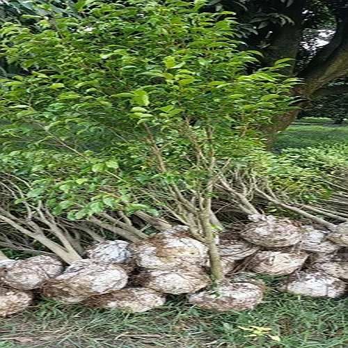 Ficus Benjamina Plant