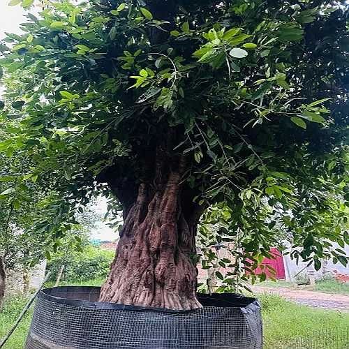Ficus Infectoria Tree