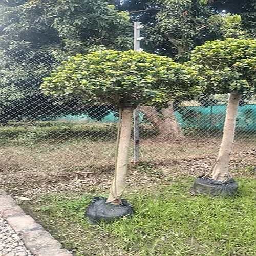 Ficus Microcarpa Plant