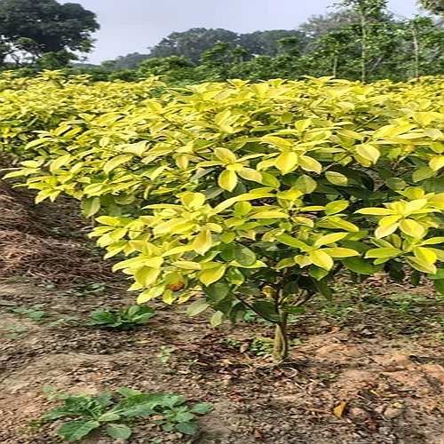 Ficus Plant