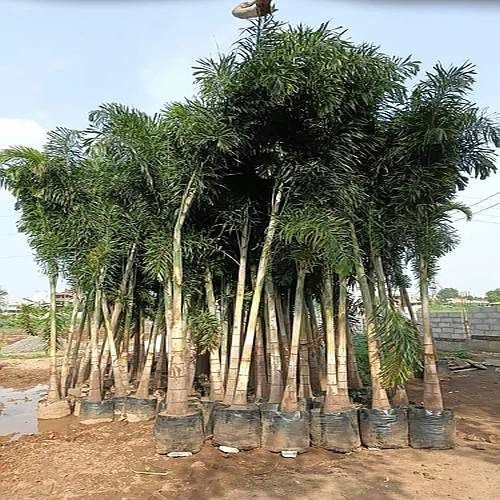 Foxtail Palm Tree