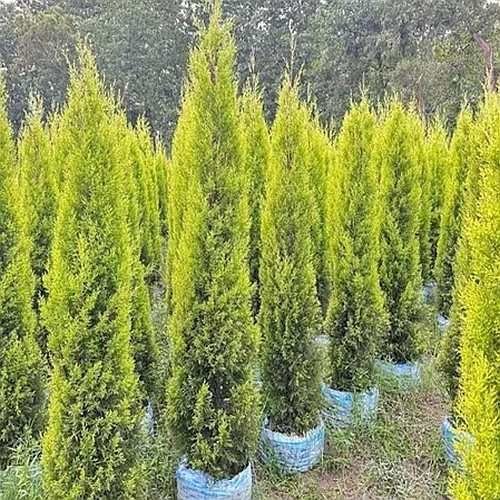 Golden Cypress Plant