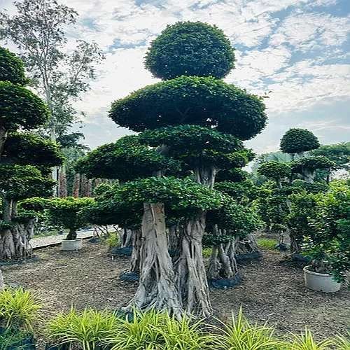 Imported Microcarpa Bonsai Plant
