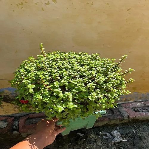 Jade Indoor Plant