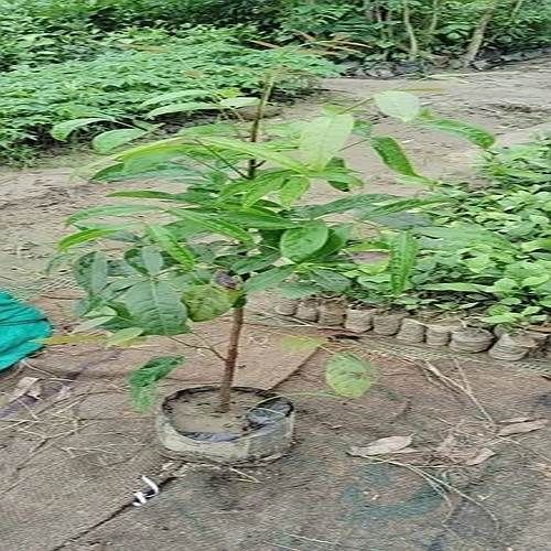 Mahogany Plant