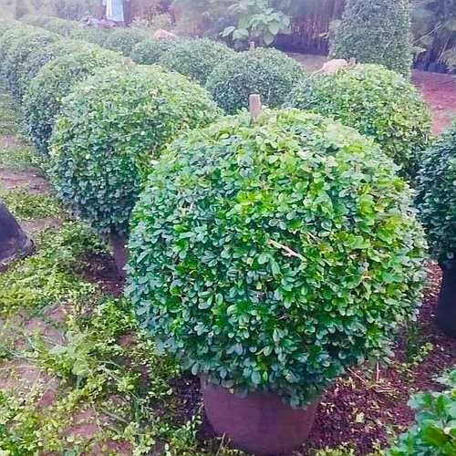 Malpighia Boll Gardens Plant