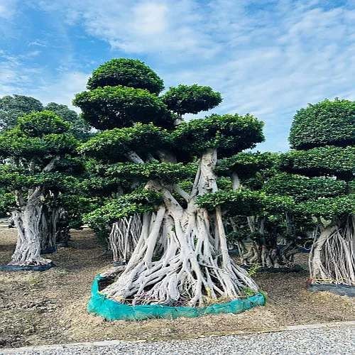 Micro Carpa Imported Bonsai Plant