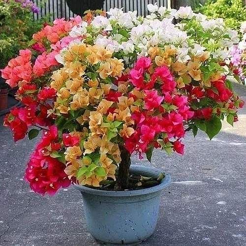 Natural Bougainvillea Plant