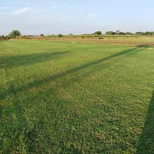 Natural Grass