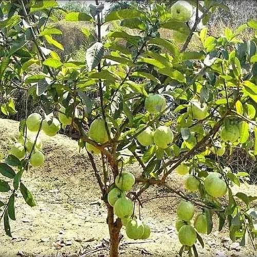 Natural Guava Plant