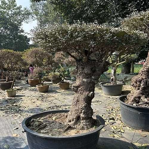 Bonsai Plant