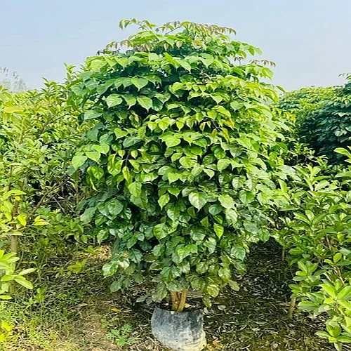 Red Machera Plant
