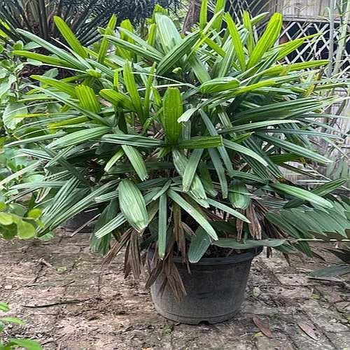 Rhapis Palm Plant