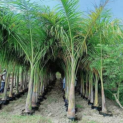 Royal Palm Tree