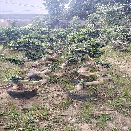 S Shape Microcarpa Plant