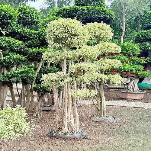 Starlite Microcarpa Bonsai Plant