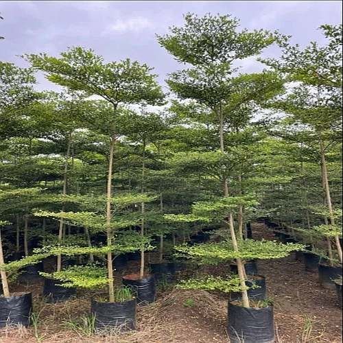 Terminalia Mantaly Plant