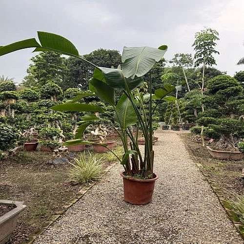 Traveler Palm Plant