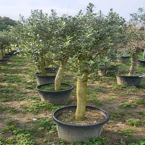 Well Drained Outdoor Olive Tree Bonsai Plant