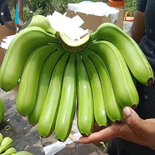 G9 Fresh Banana