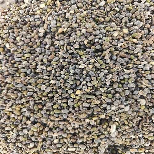Damaged Moong Seeds