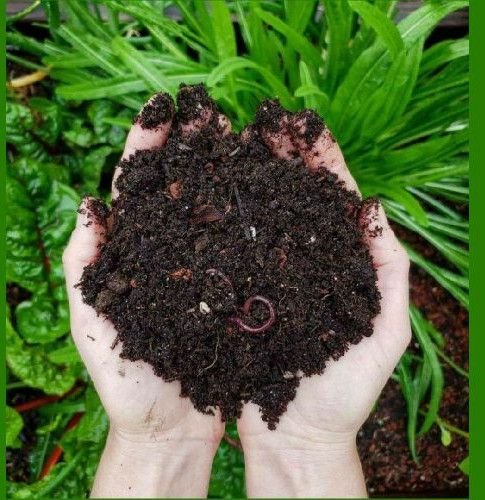 Organic Vermicompost