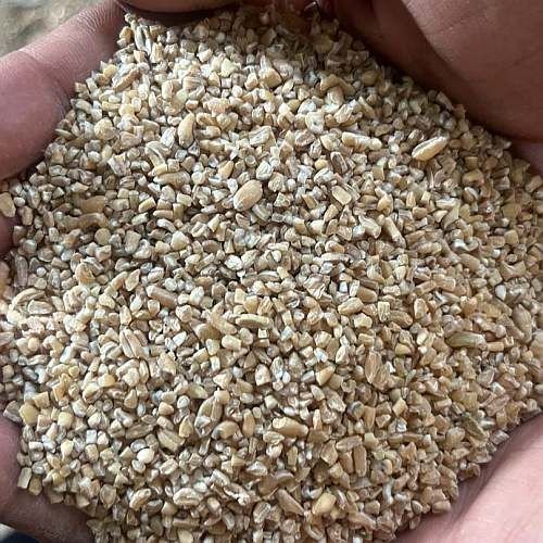 Wheat Dalia Cattle Feed