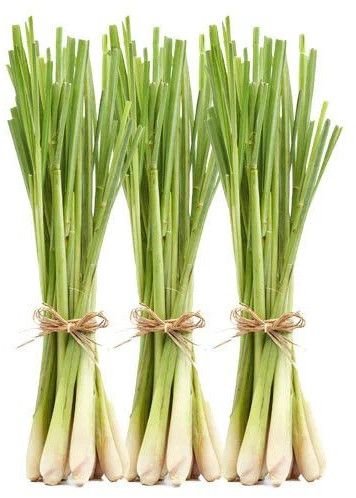 Fresh Lemongrass