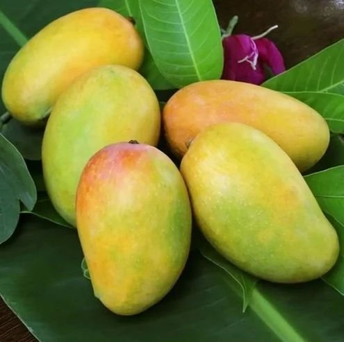 A Grade Kesar Mango