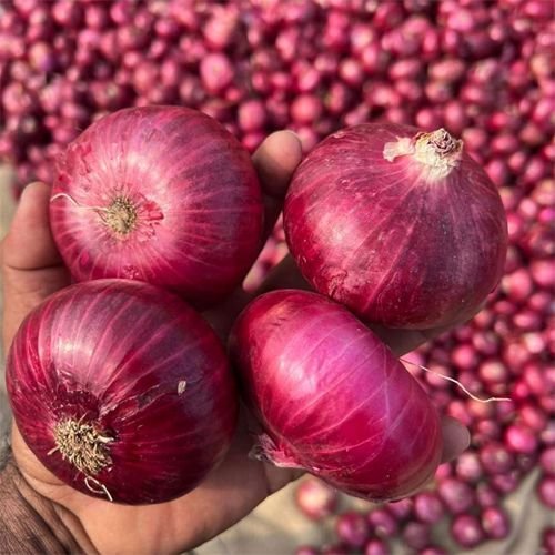 Export Quality Red Onion