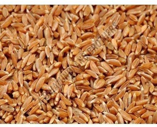 Whole Samba Wheat Grain