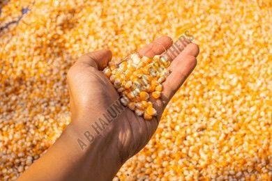 Yellow Raw Maize