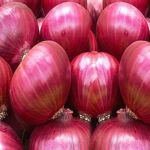 A Grade Fresh Big Red Onion