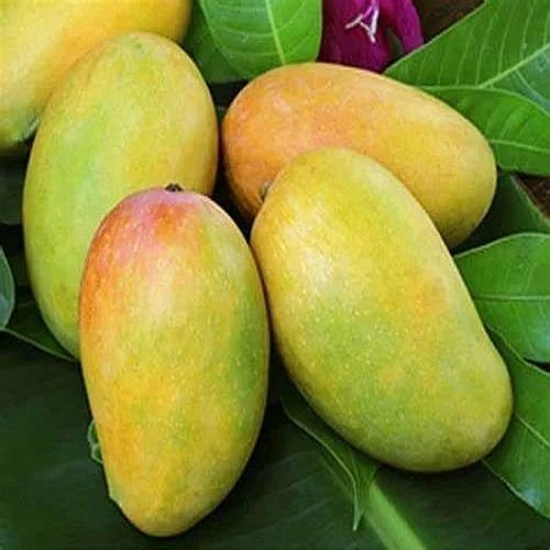 A Grade Fresh Kesar Mango