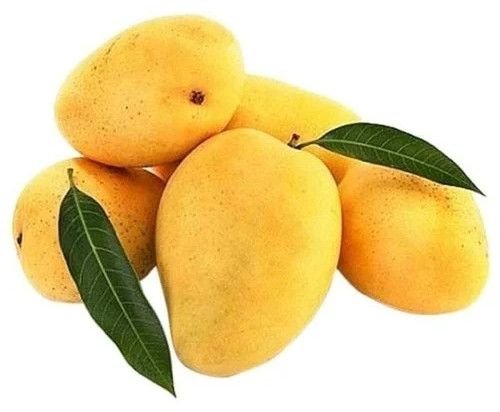 Fresh Premium Safeda Mango