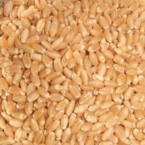 Lokwan Wheat Seeds