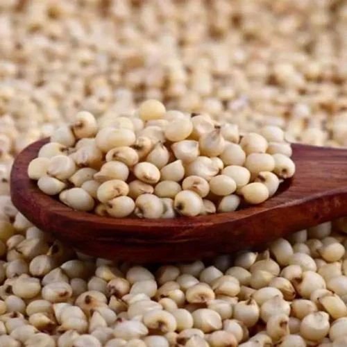 Premium Sorghum Seeds