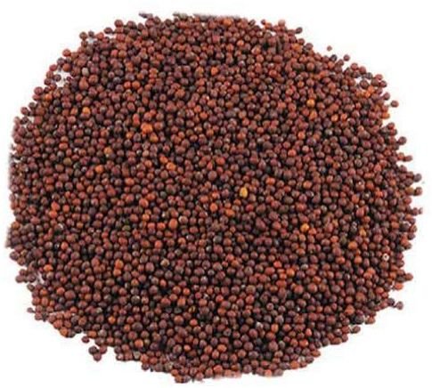 Red Mustard Seeds
