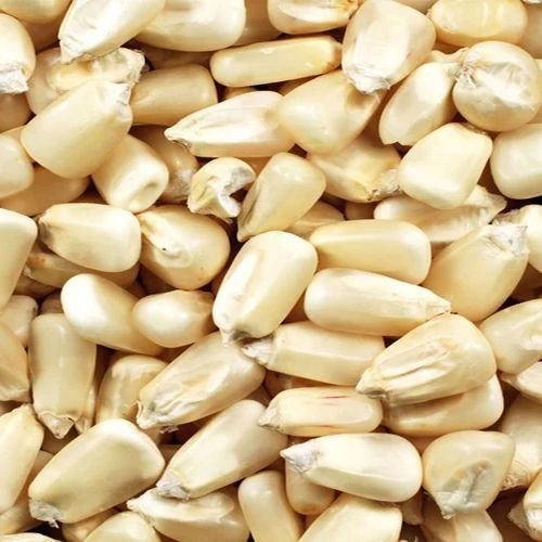 White Maize Seeds