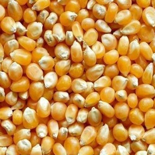 Yellow Maize Seeds