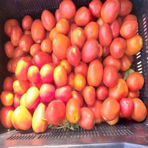 Fresh Raw Tomato